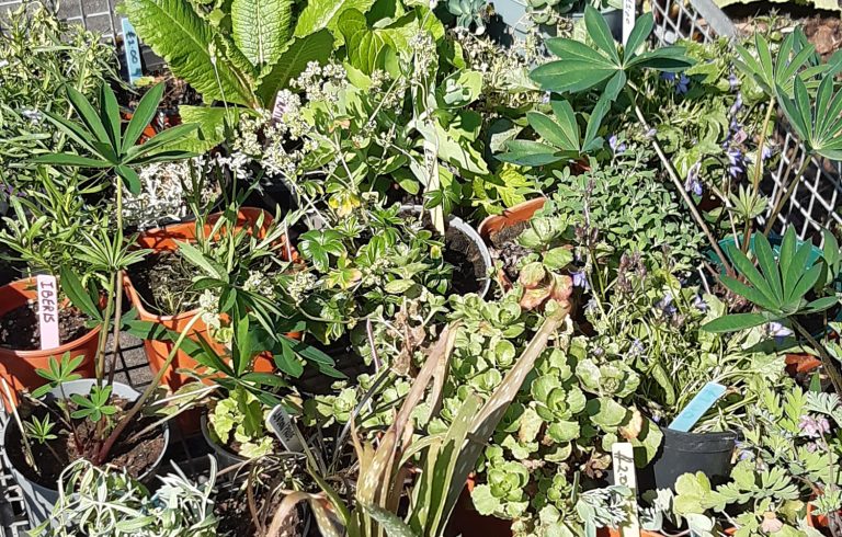 Plant Sales Raise over £650 for Headway North Cumbria